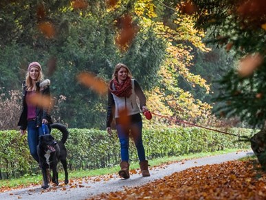 Herfst arrangementen