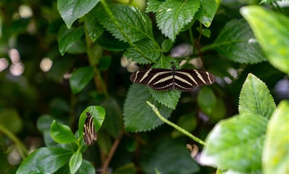 Ontdek in de Hortus botanicus