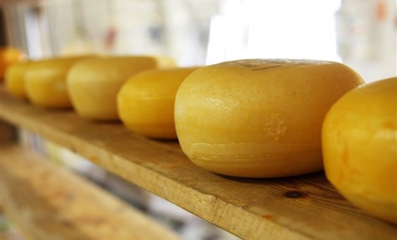 Gouda Cheese Experience