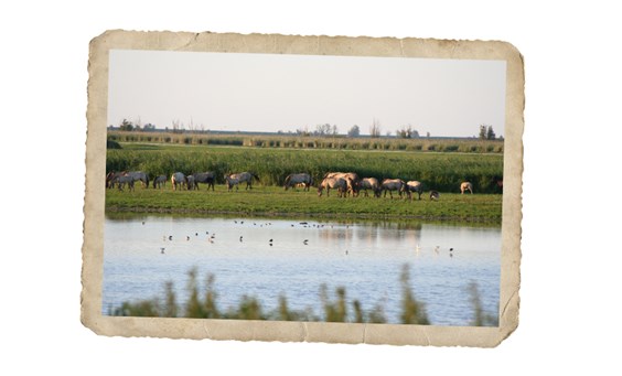 Wilde dieren spotten
