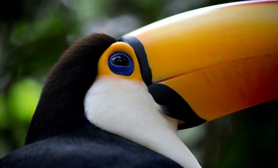 Why a toucan and not a falcon?
