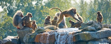 Safaripark Beekse Bergen inclusief diner