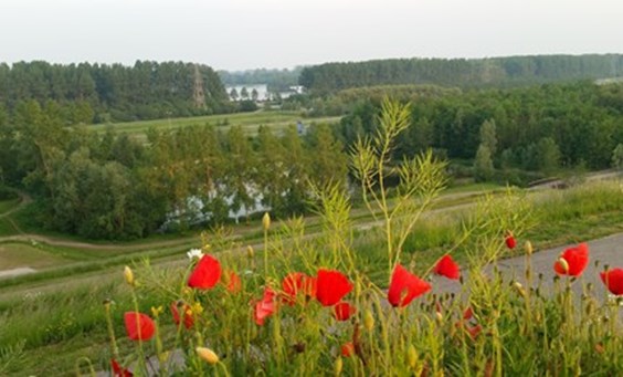 Groene Weelde