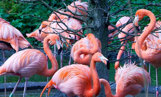 Be a flamingo