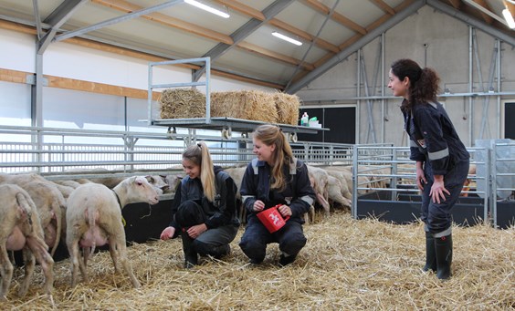 Schapen
