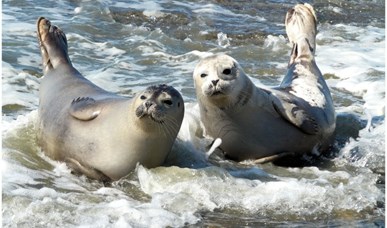 Wattenmeer: Schiermonnikoog