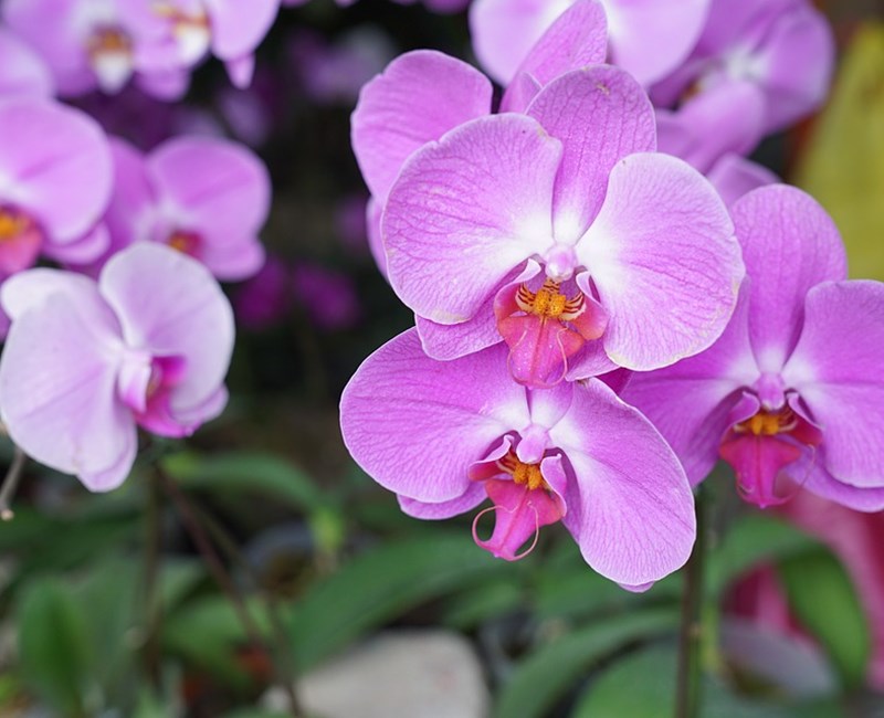 Orchideeëntuin Haren